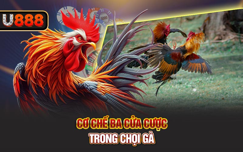 Cơ chế ba cửa cược trong chọi gà