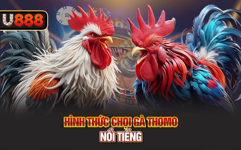 Hình thức chọi gà Thomo nổi tiếng